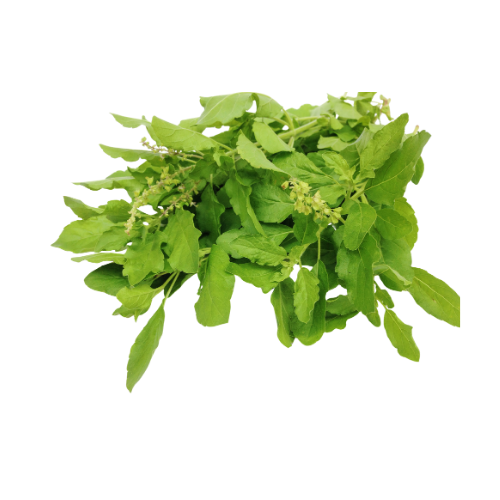 Holy Basil