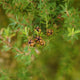 Tea Tree